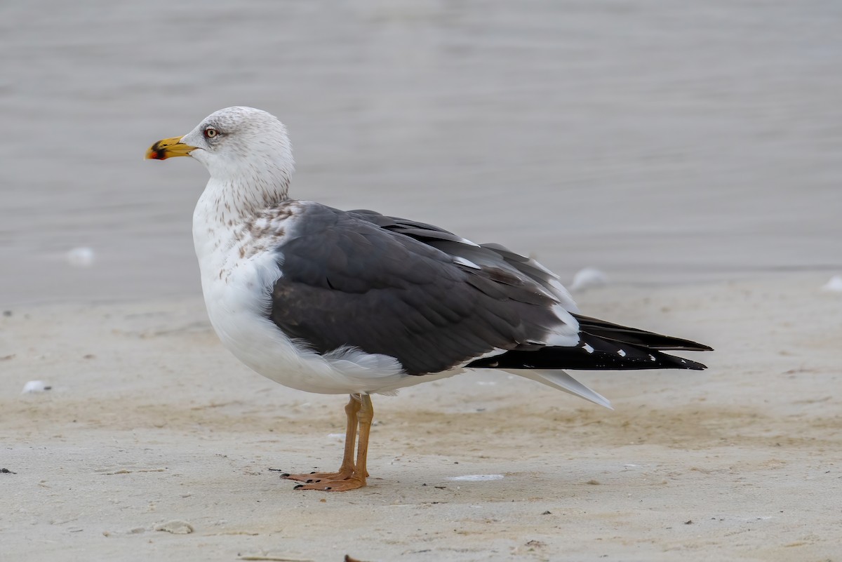 Lesser Black-backed Gull - ML613619954