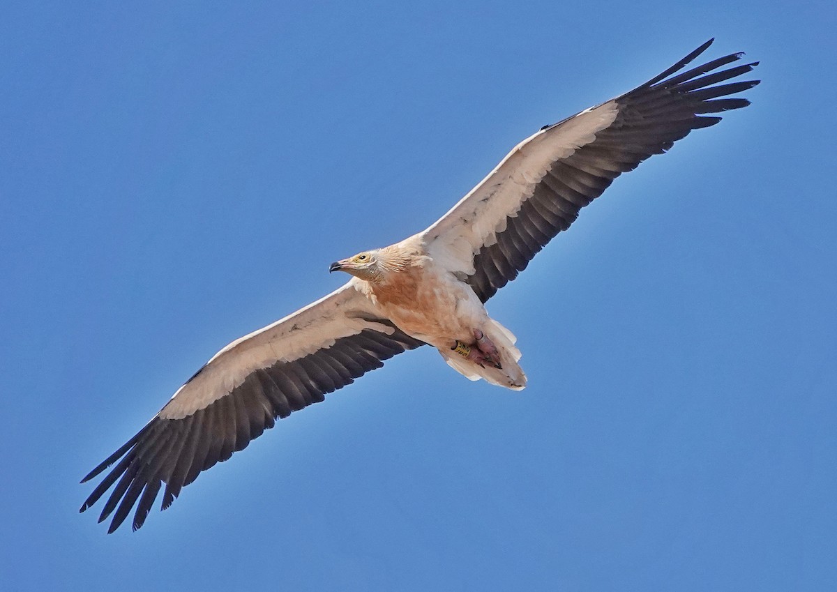 Egyptian Vulture - Thomas Gibson