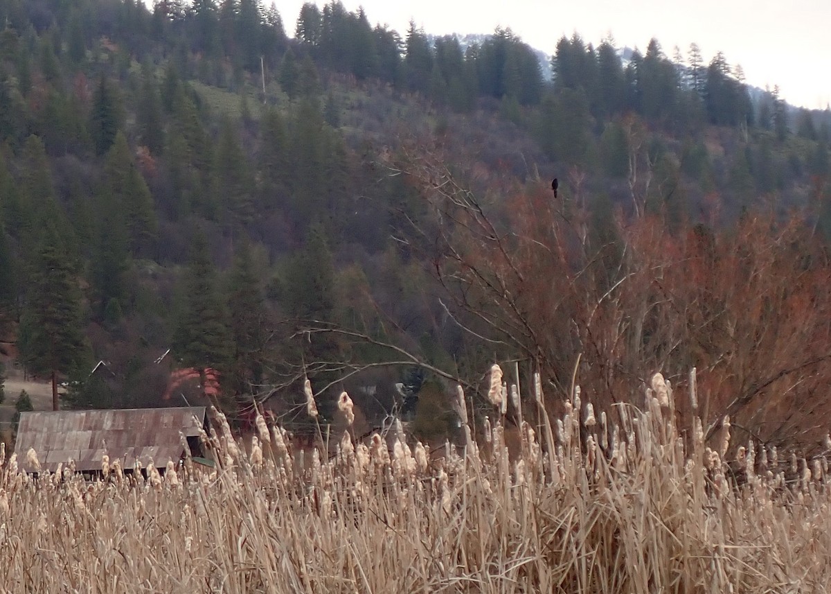 Great-tailed Grackle - ML613619988