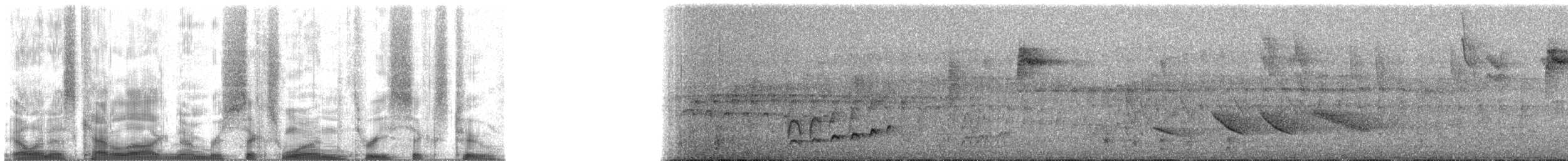 Plain Antvireo - ML61362