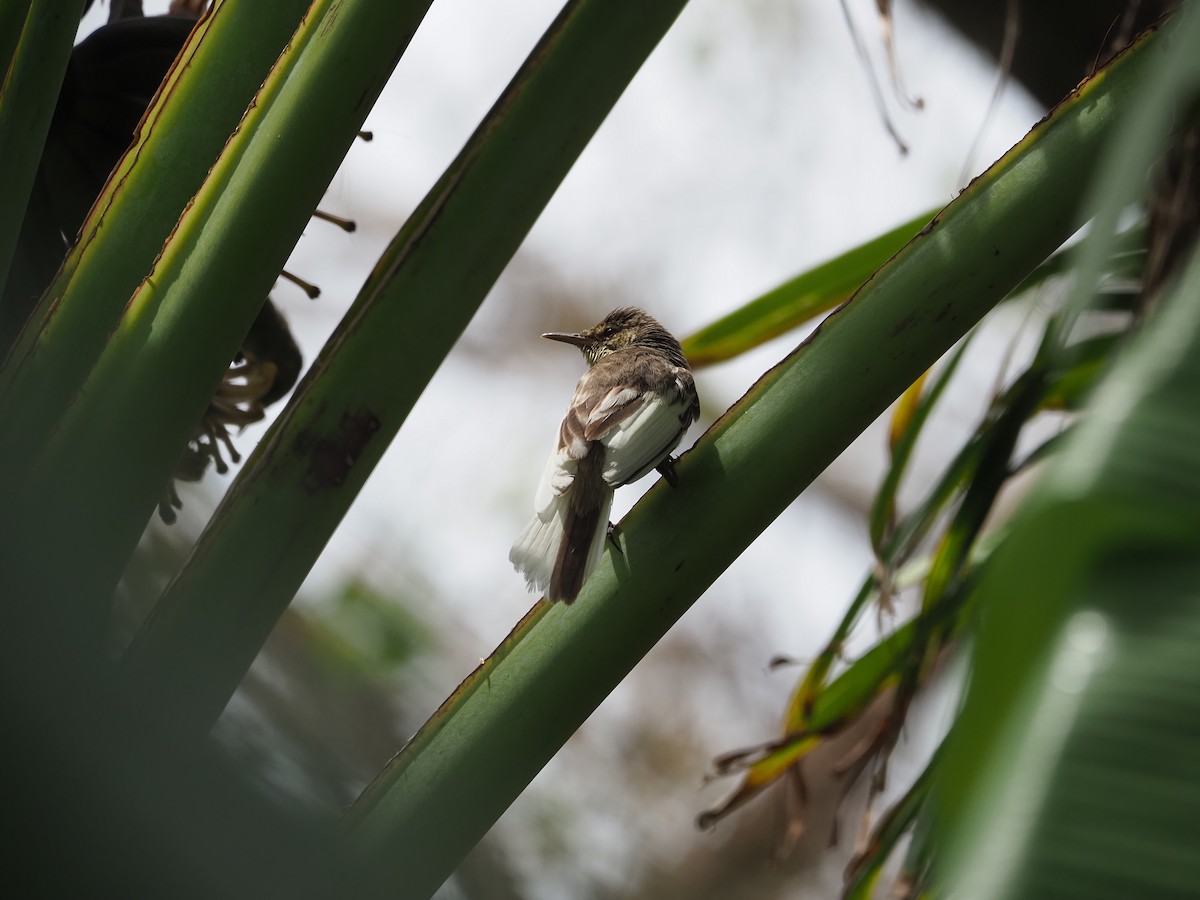 Pitcairn Reed Warbler - ML613620045