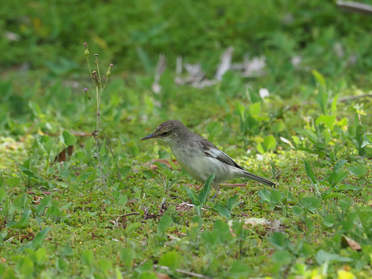 Pitcairn Reed Warbler - Quentin Paynter