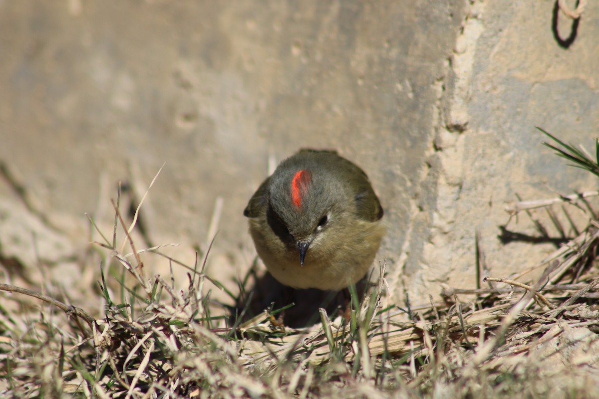 Ruby-crowned Kinglet - ML613620053