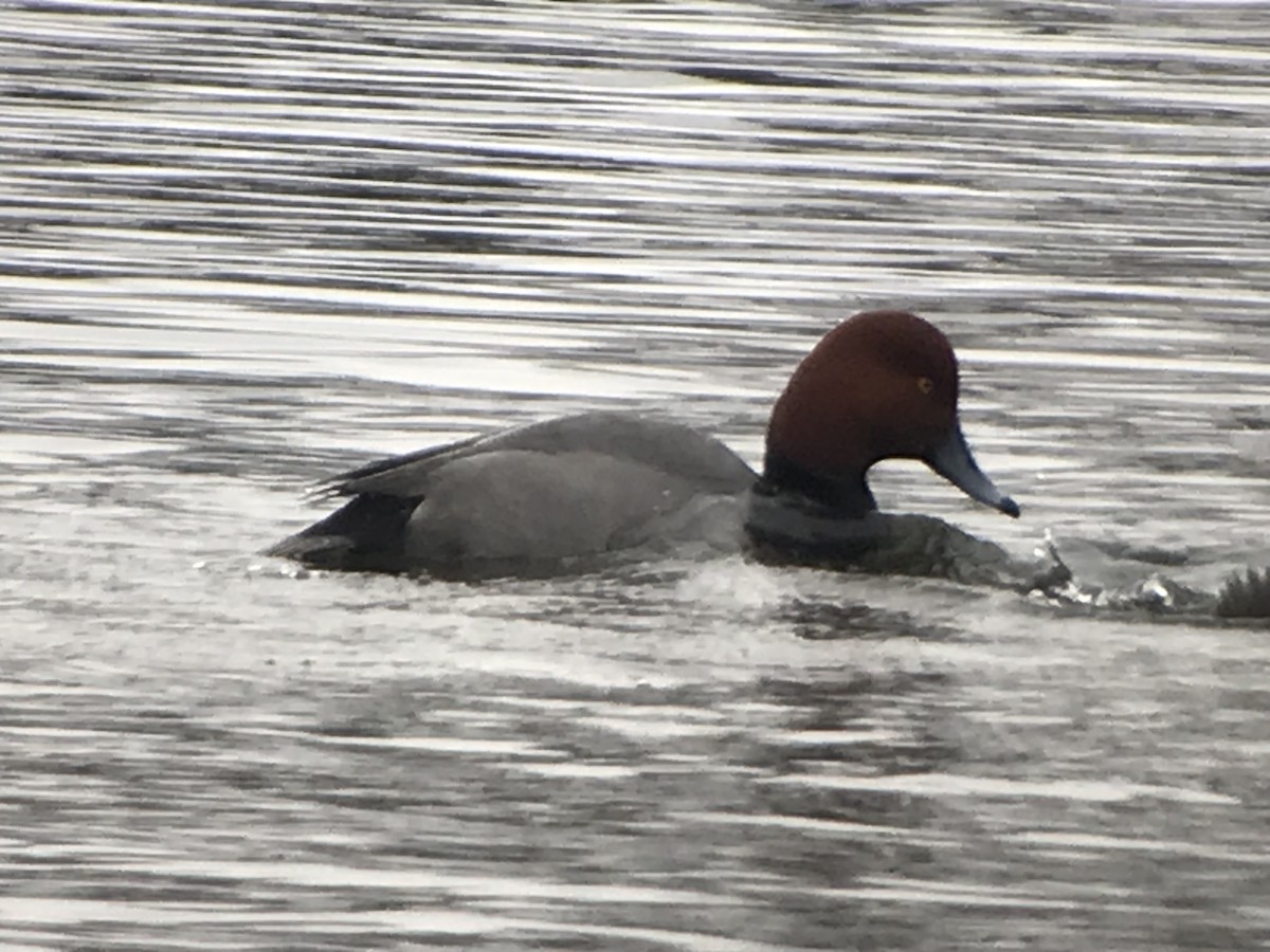 Redhead - ML613620095
