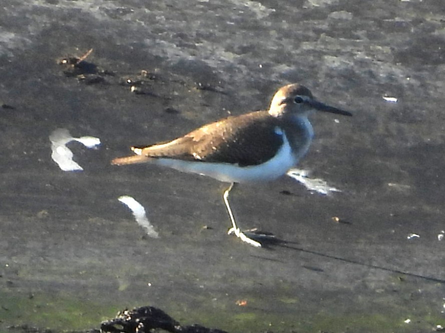 Common Sandpiper - ML613620132