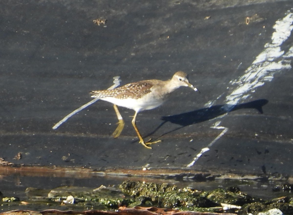 Wood Sandpiper - ML613620152