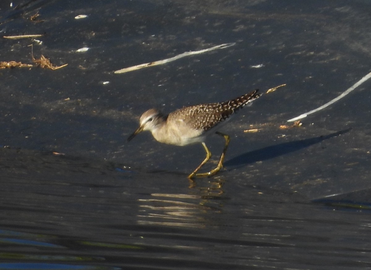 Wood Sandpiper - ML613620160