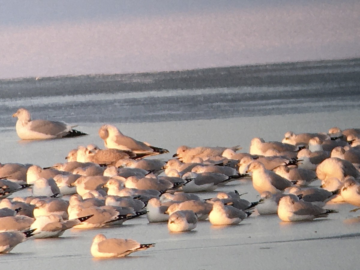 Iceland Gull - ML613620203