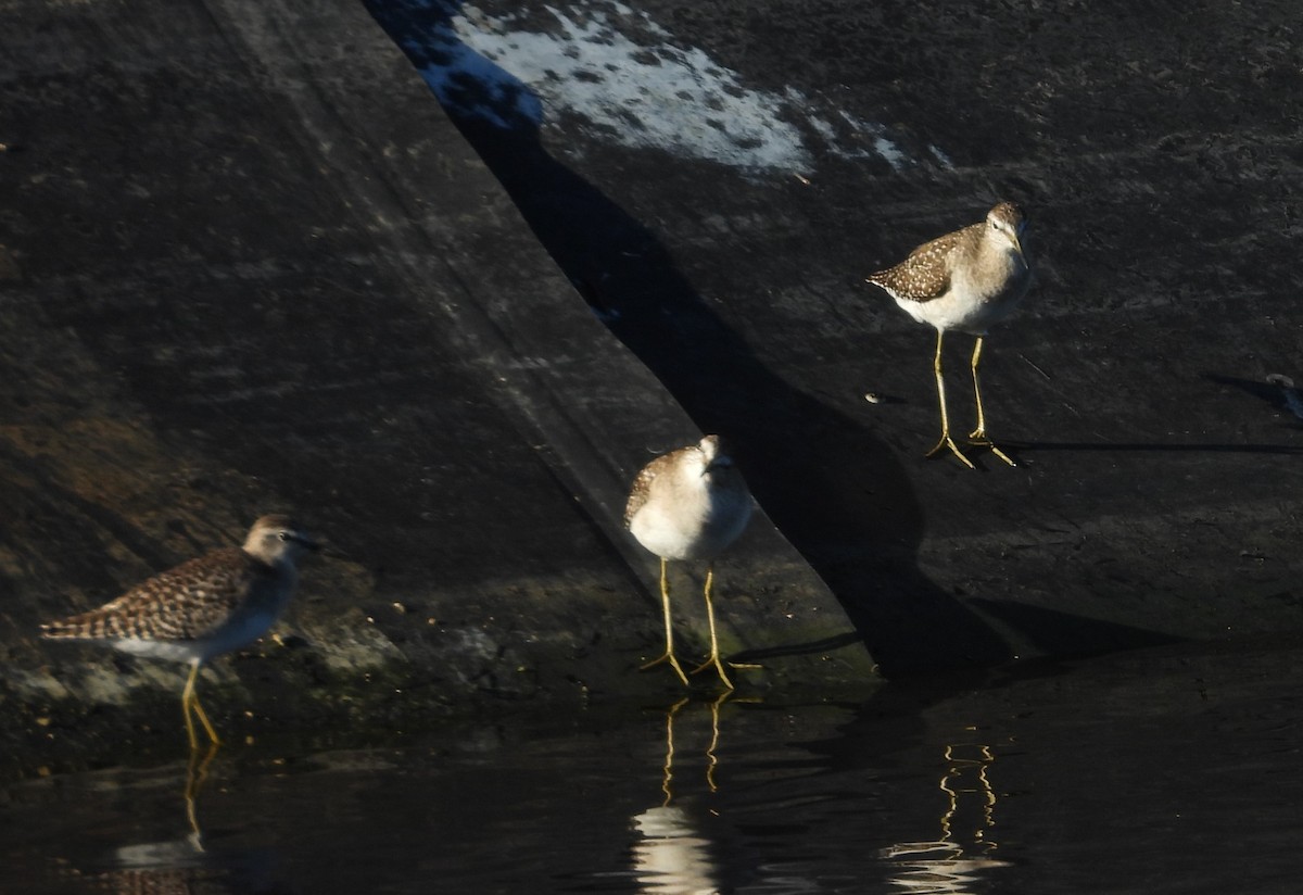 Wood Sandpiper - ML613620259