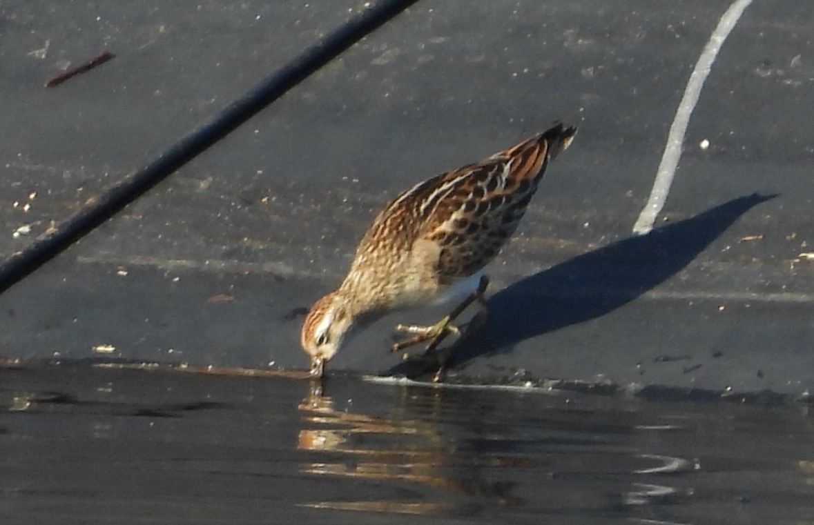 Sharp-tailed Sandpiper - Nick Komar