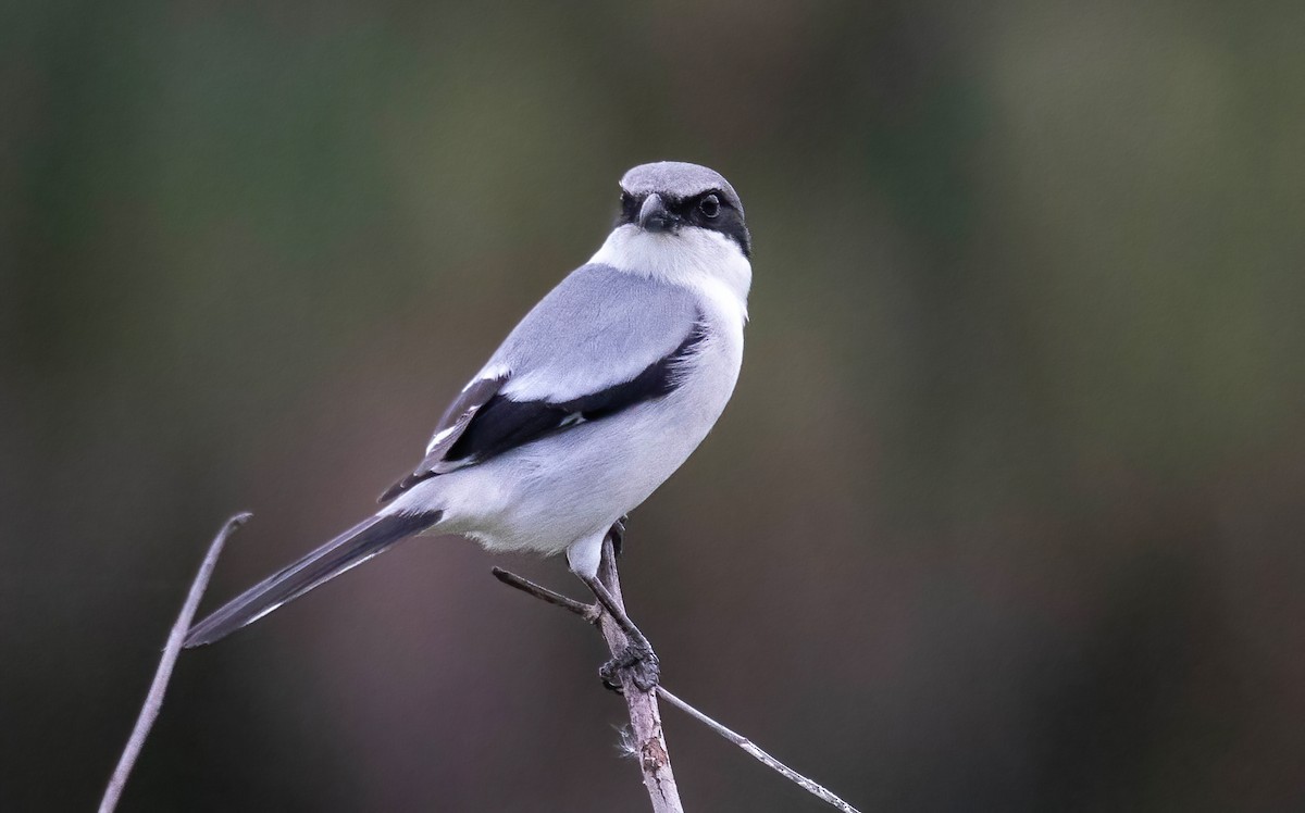 Loggerhead Shrike - ML613620278