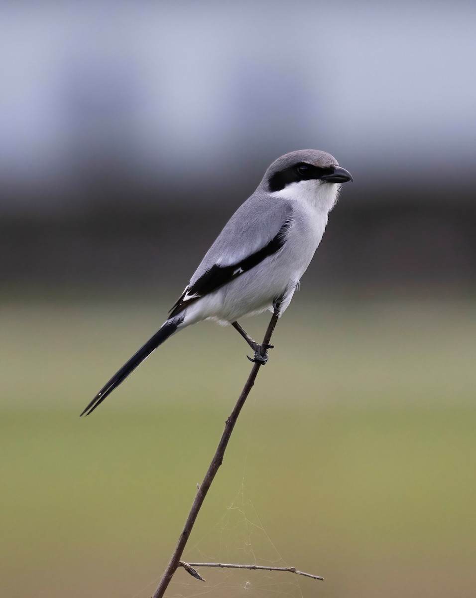 Loggerhead Shrike - ML613620279