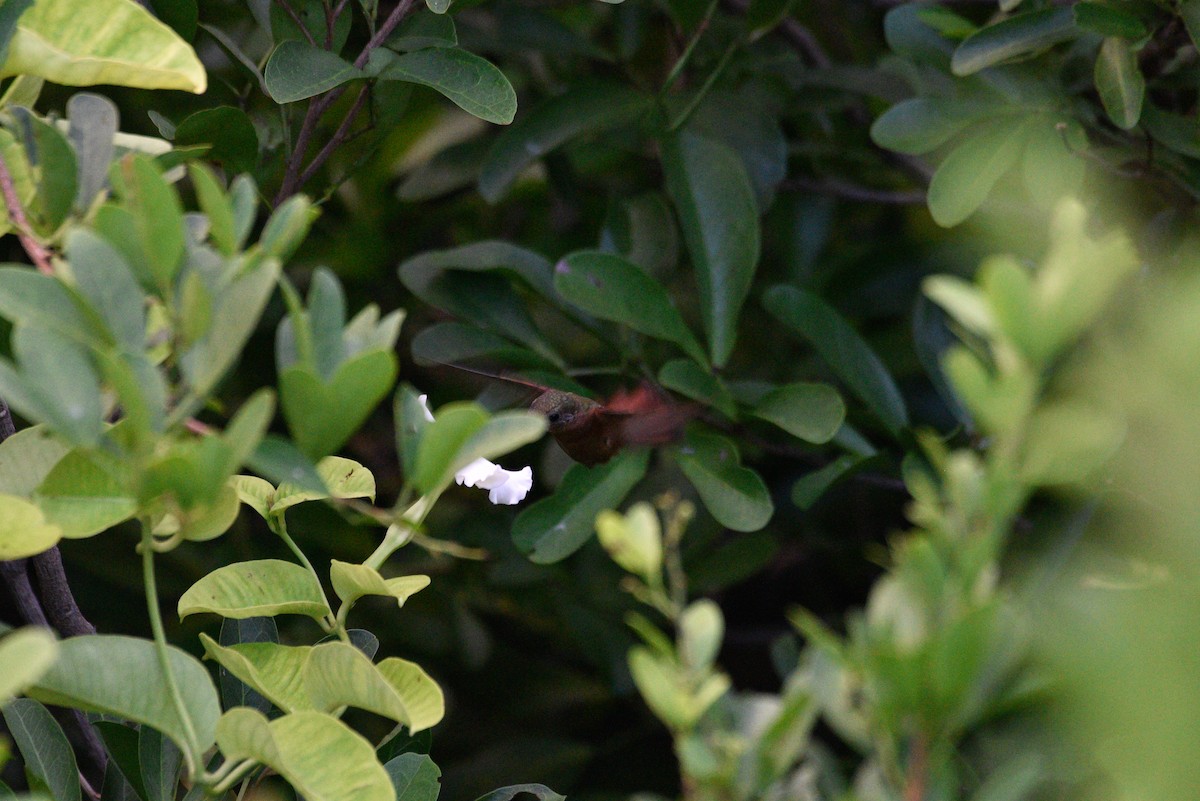 kolibřík ryšavý - ML613620323
