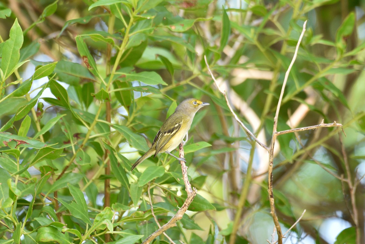 White-eyed Vireo - ML613620524