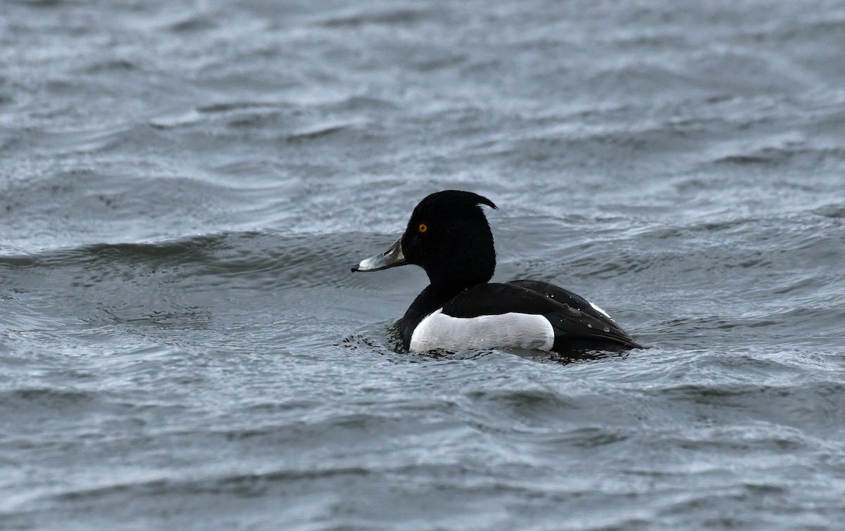 Ring-necked x Tufted Duck (hybrid) - ML613620530