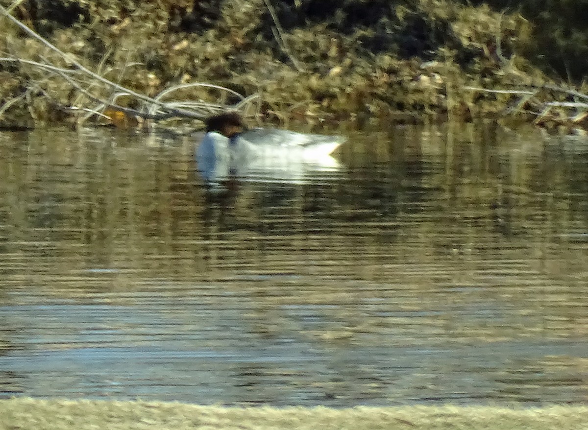 Common Merganser (North American) - ML613620642