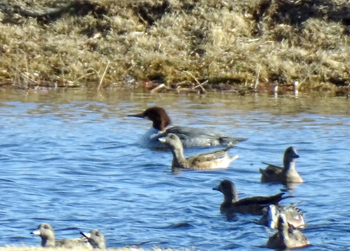Common Merganser (North American) - ML613620643