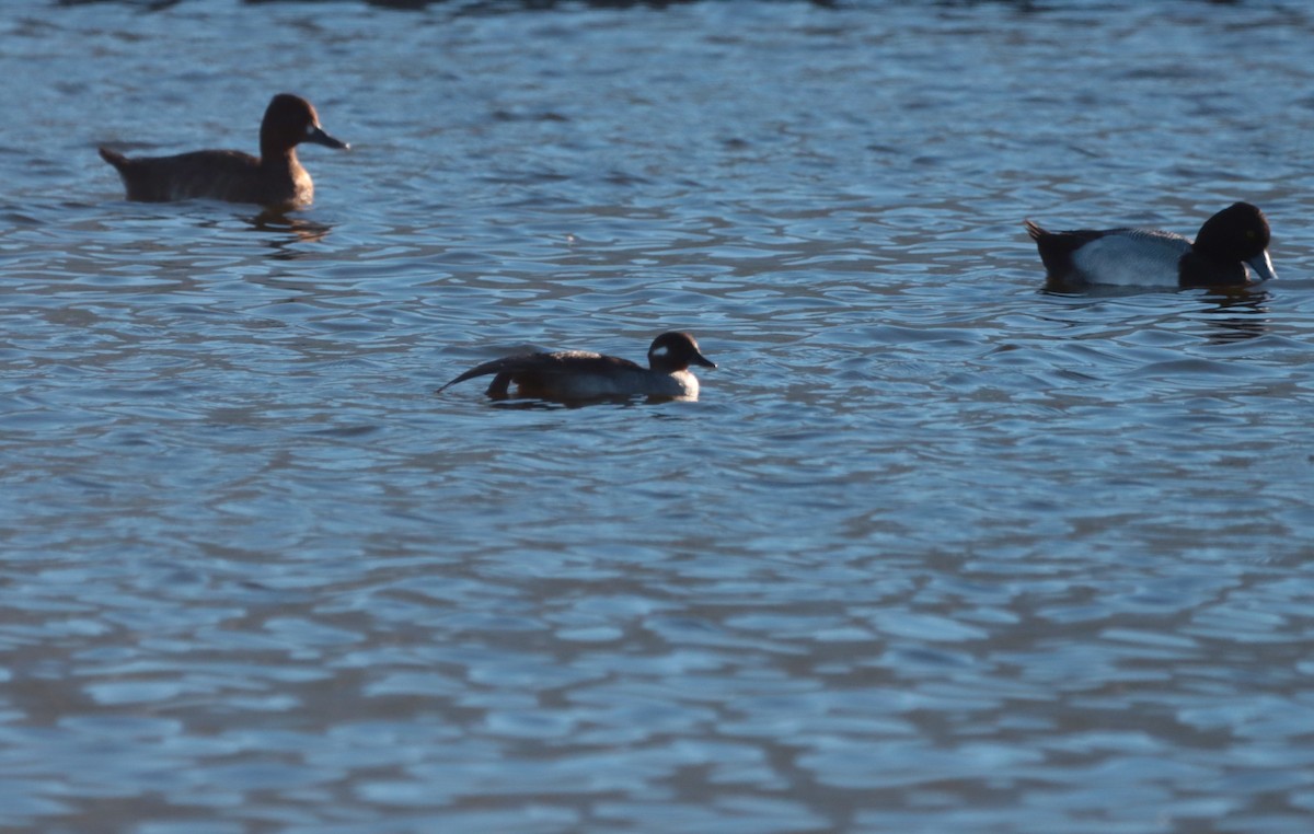 Bufflehead - ML613620662