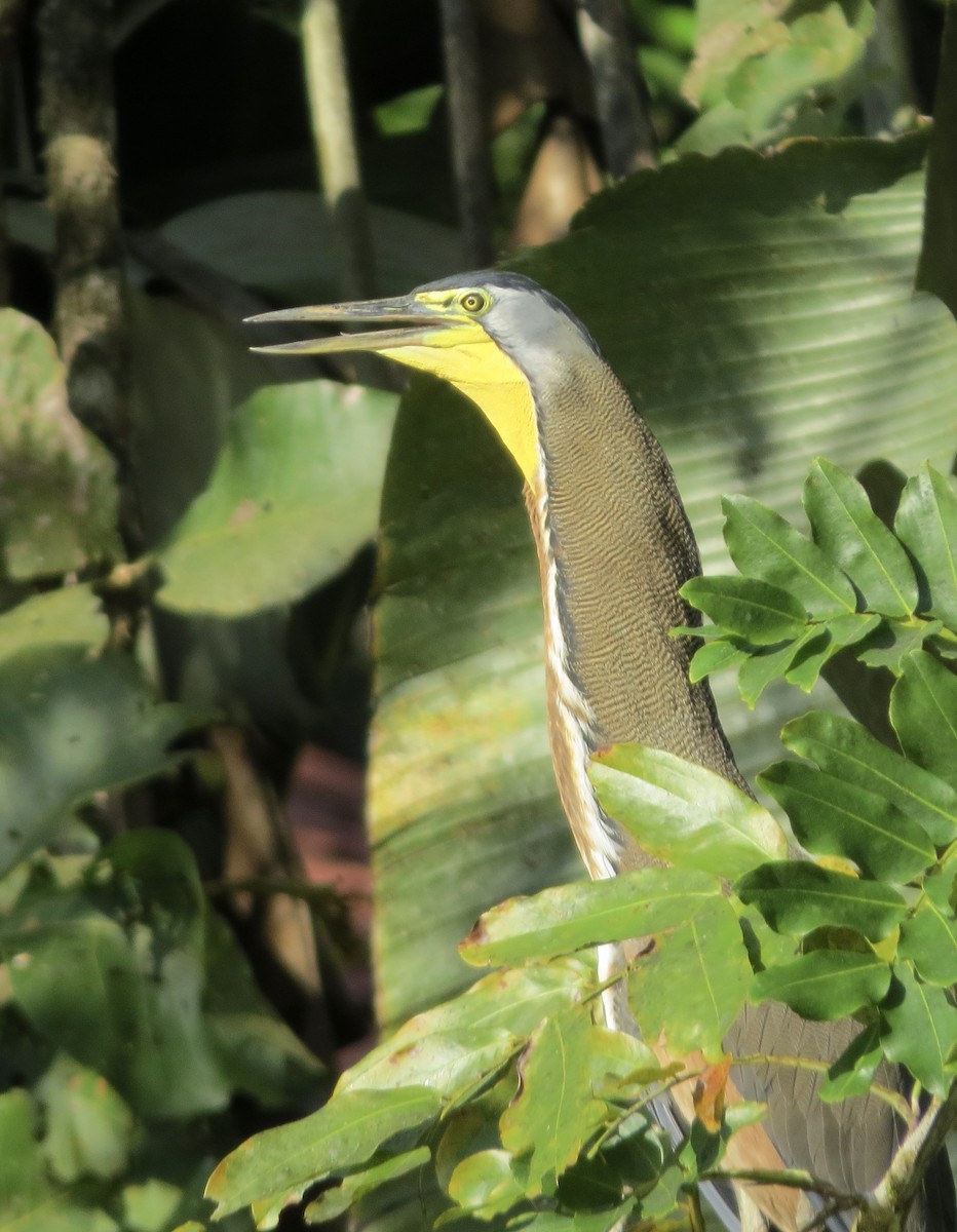 Bare-throated Tiger-Heron - ML613620819