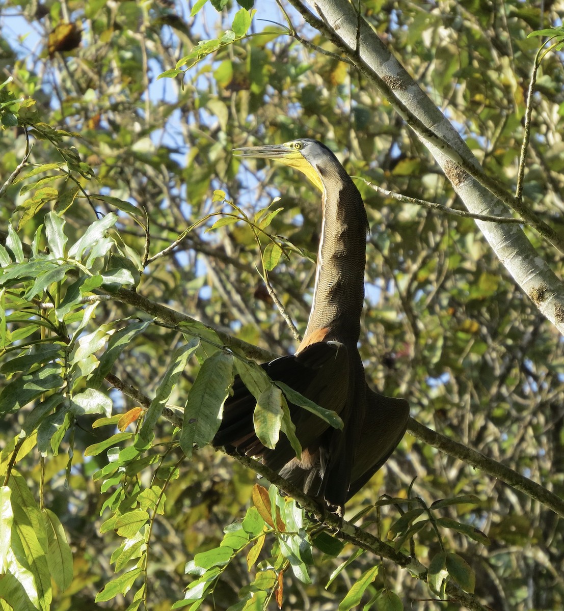 Bare-throated Tiger-Heron - ML613620831