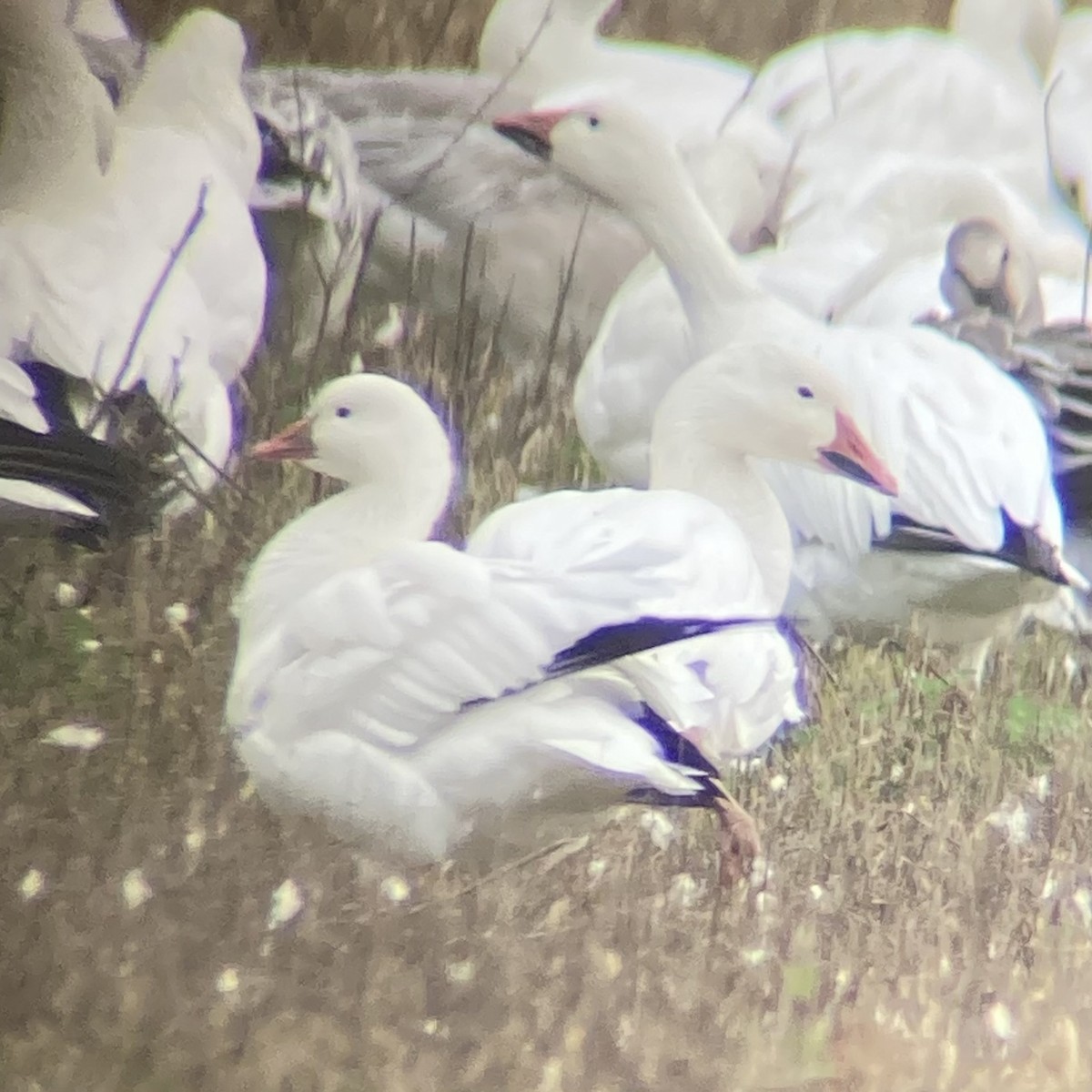 Ross's Goose - ML613620847