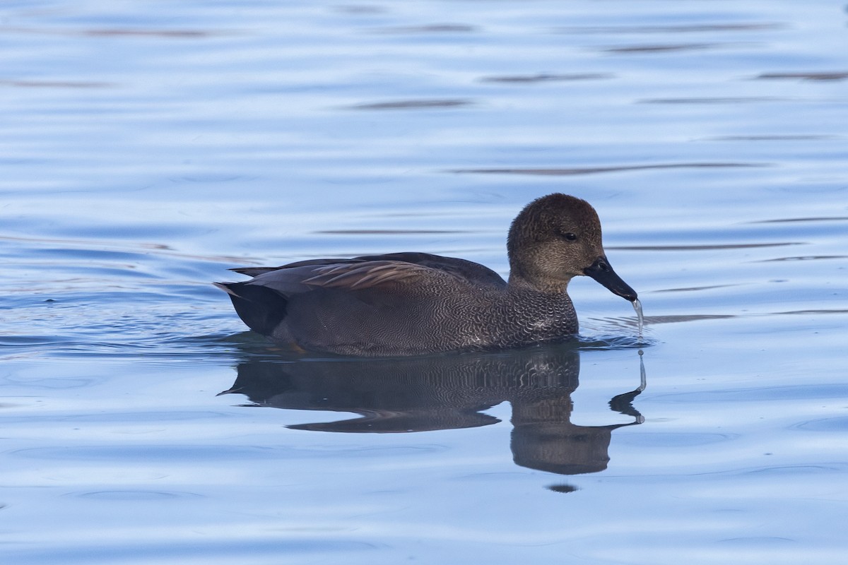 Gadwall - ML613620872