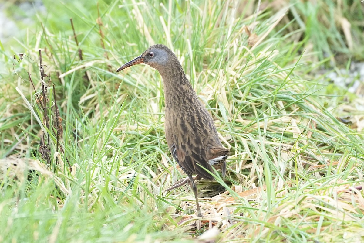 Virginia Rail - ML613621014