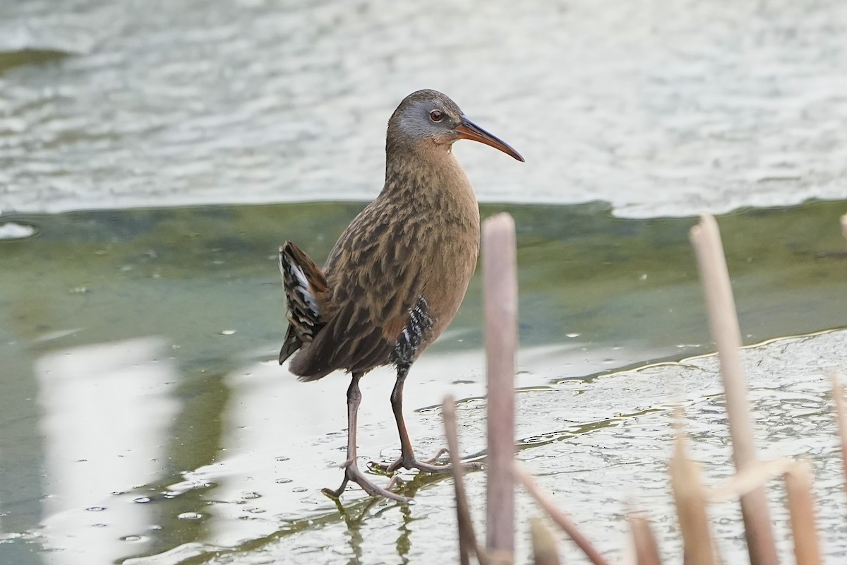 Virginia Rail - ML613621015