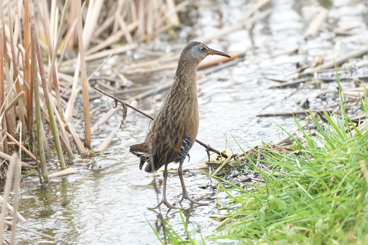 Virginia Rail - ML613621016