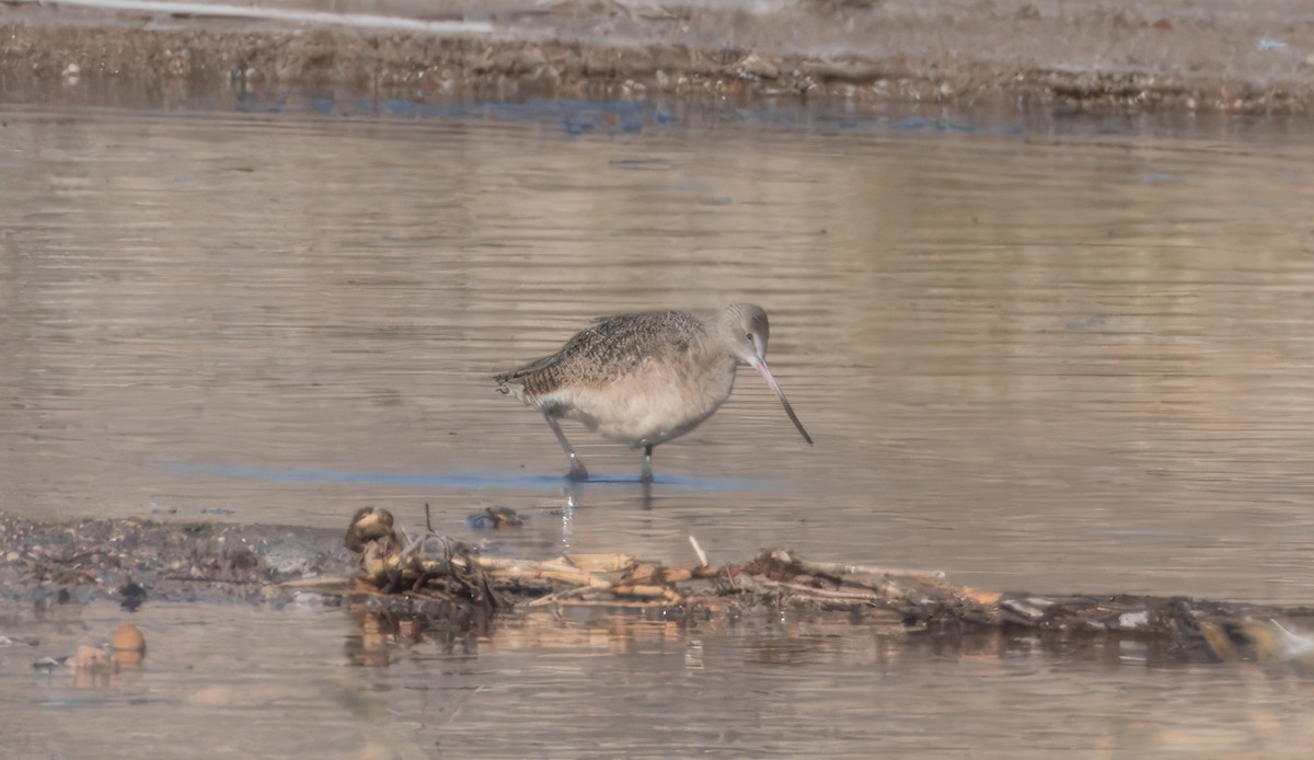 Marbled Godwit - ML613621145