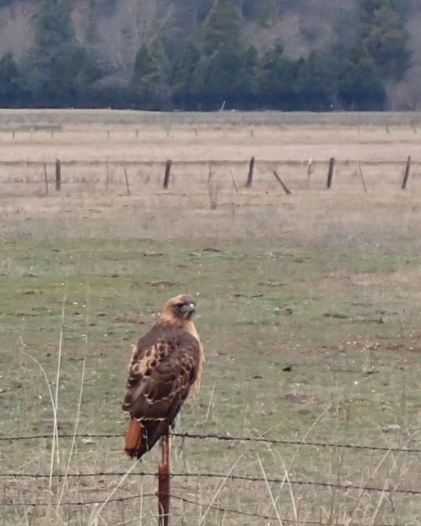 Red-tailed Hawk - ML613621148
