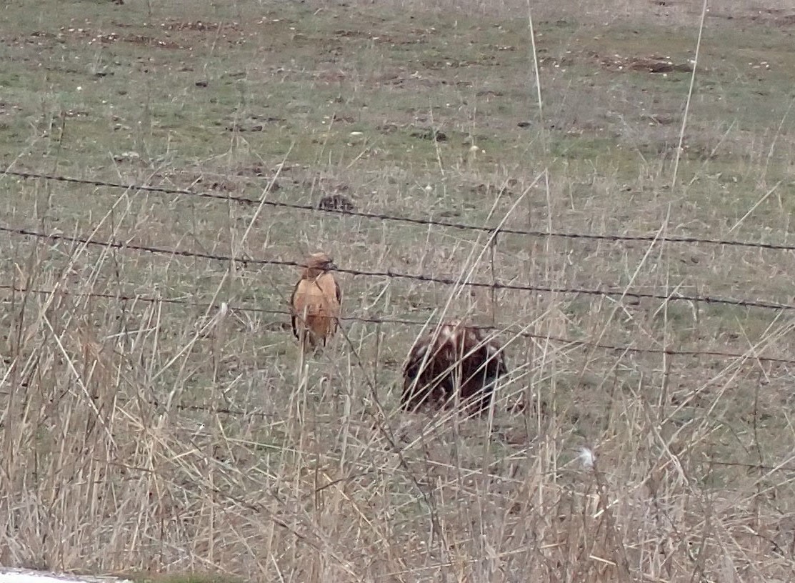 Red-tailed Hawk - ML613621176