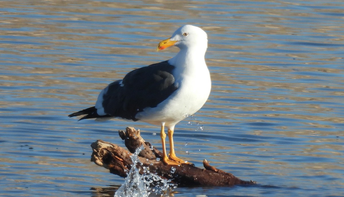 Yellow-footed Gull - ML613621180