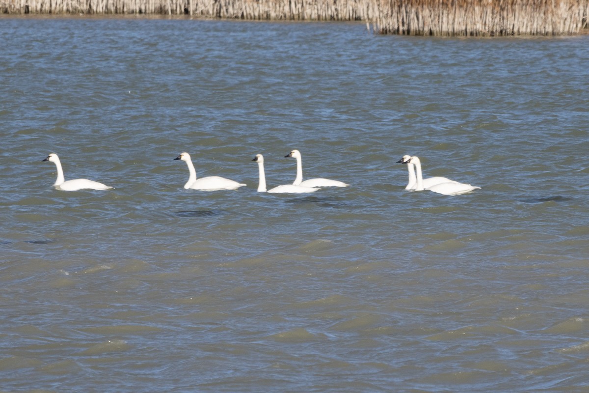 Tundra Swan - ML613621195