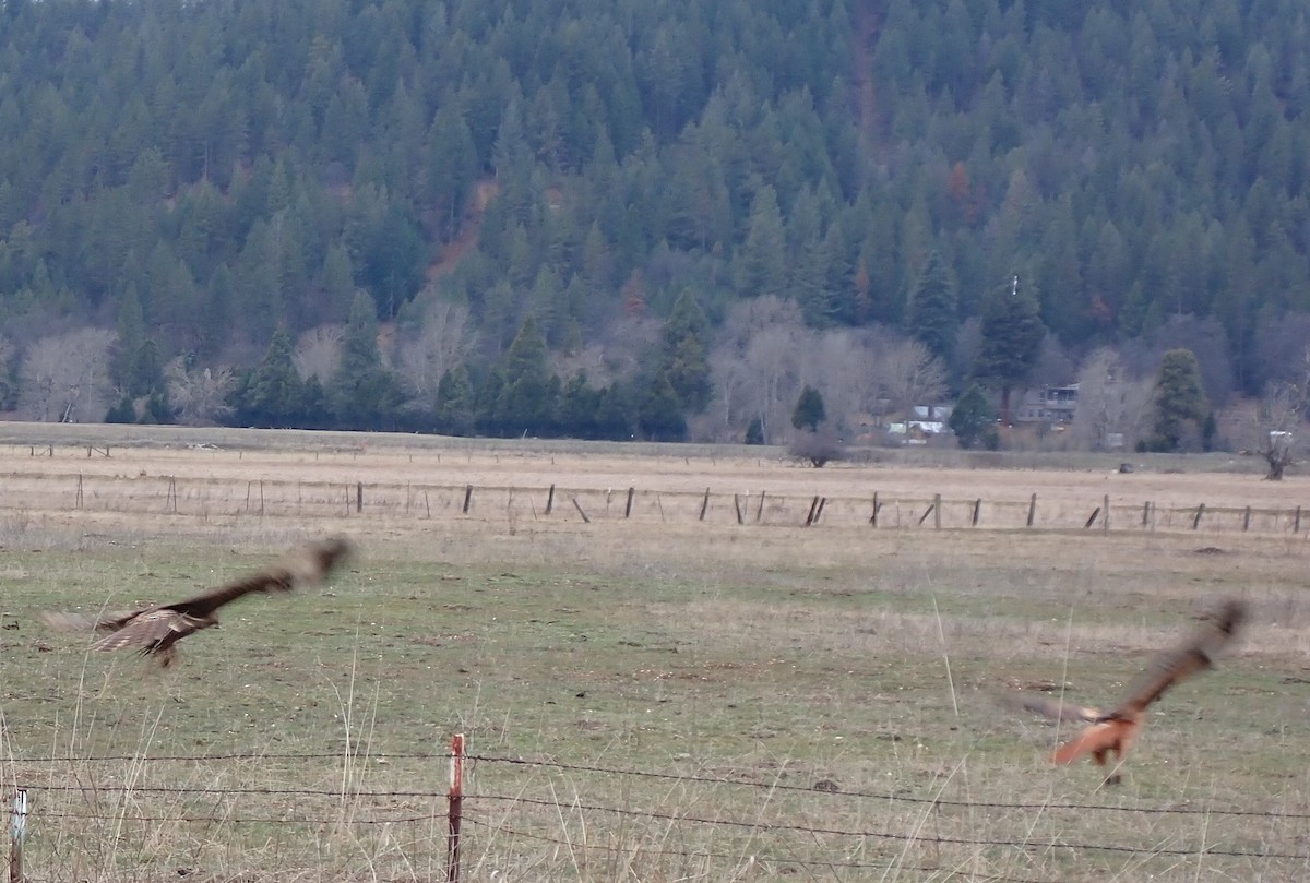 Red-tailed Hawk - ML613621243