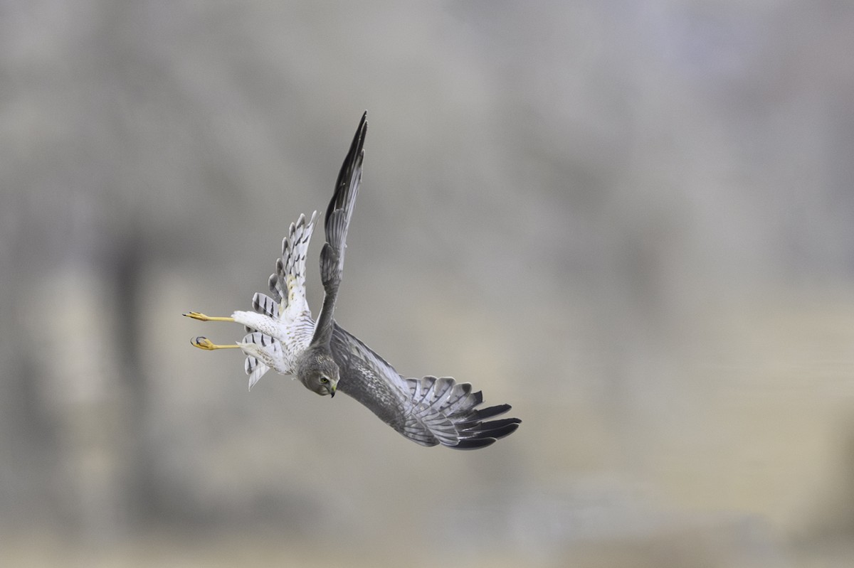 Northern Harrier - ML613621287