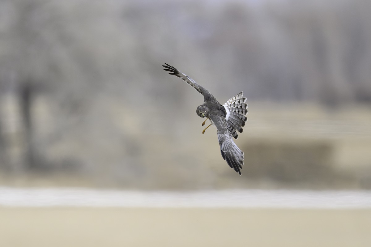 Northern Harrier - ML613621289