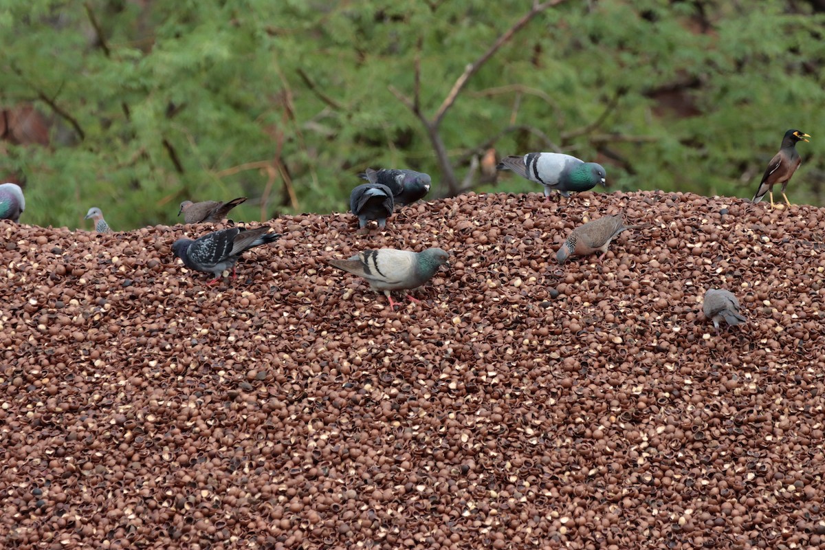 Rock Pigeon (Feral Pigeon) - ML613621294