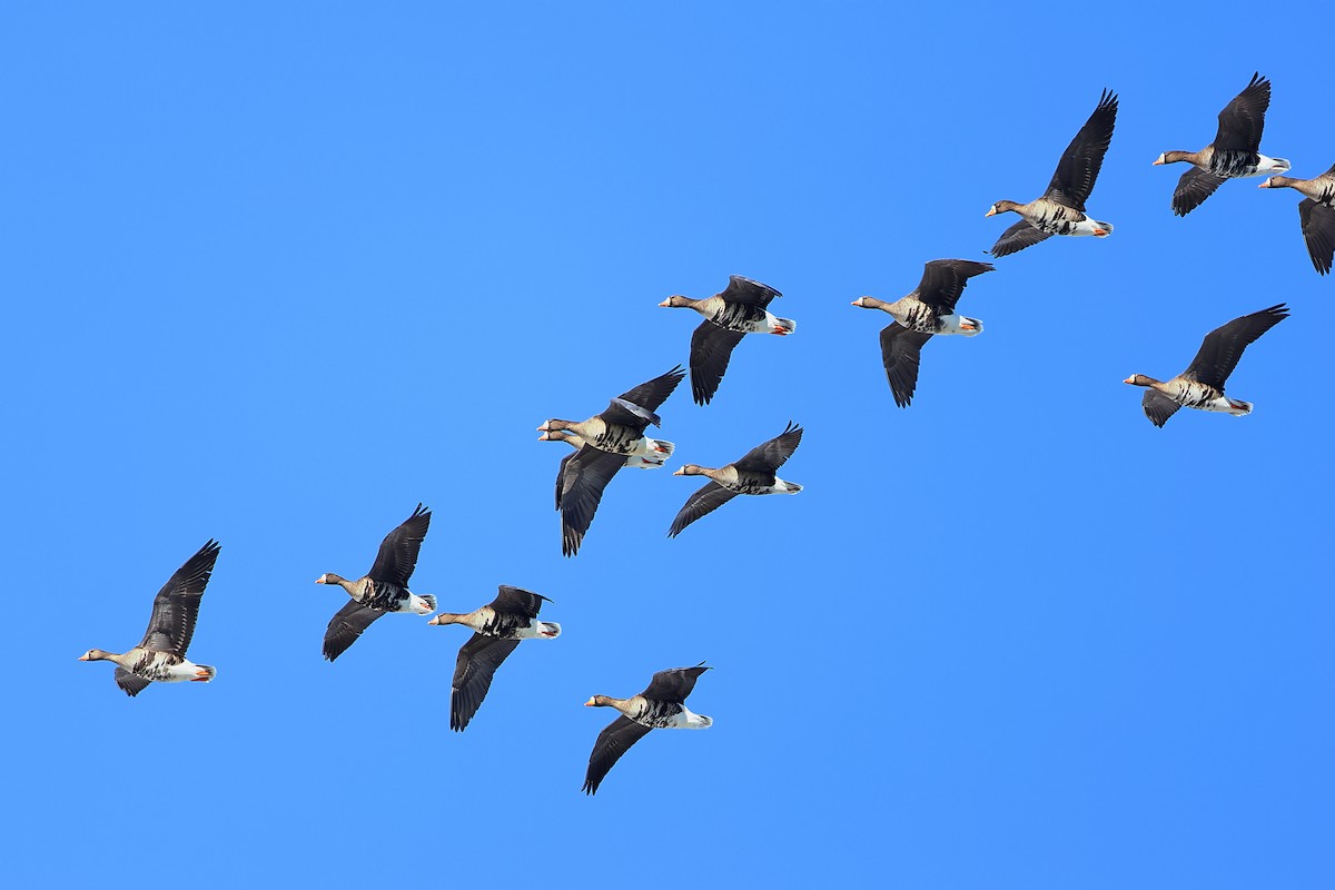 Greater White-fronted Goose - ML613621356