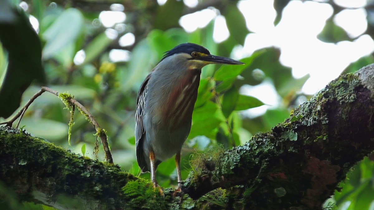 Striated Heron - ML613621379