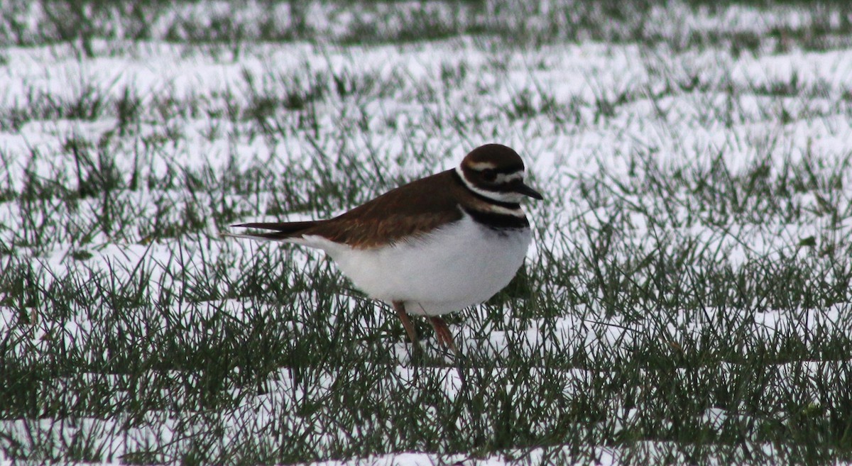 Killdeer - ML613621413