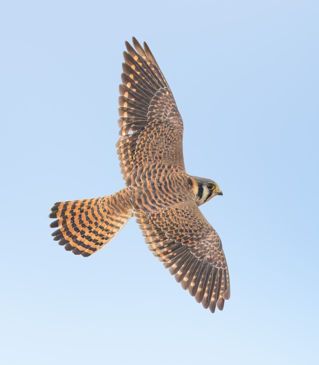 American Kestrel - ML613621434