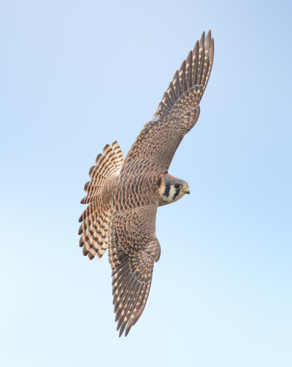 American Kestrel - ML613621435