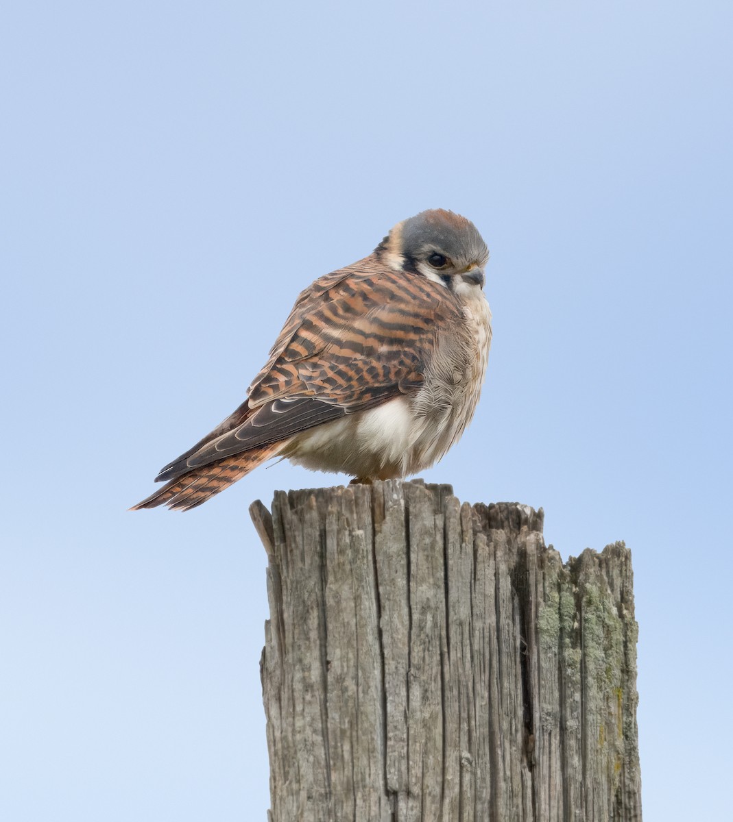 American Kestrel - ML613621436