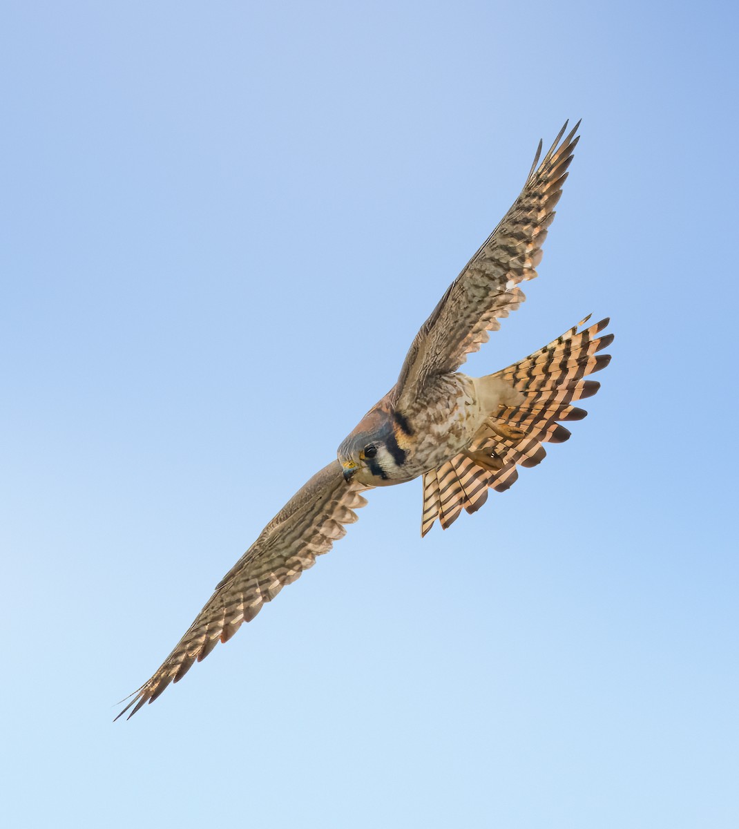 American Kestrel - ML613621437