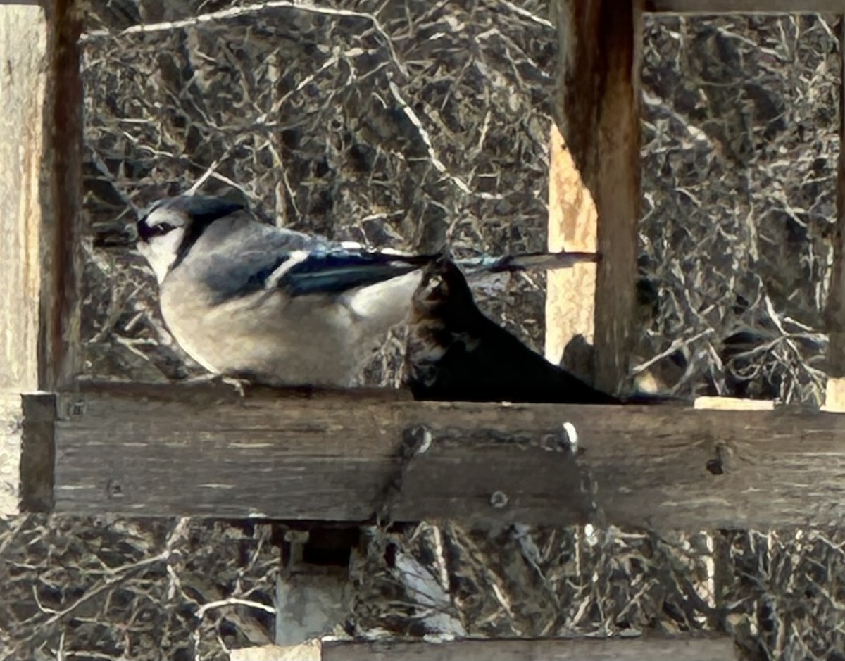 Brown-headed Cowbird - ML613621558