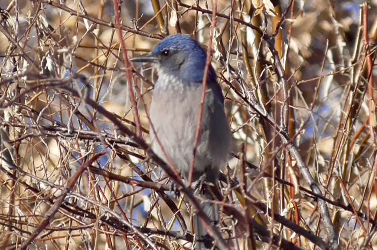 Woodhouse's Scrub-Jay - Bernard Morris