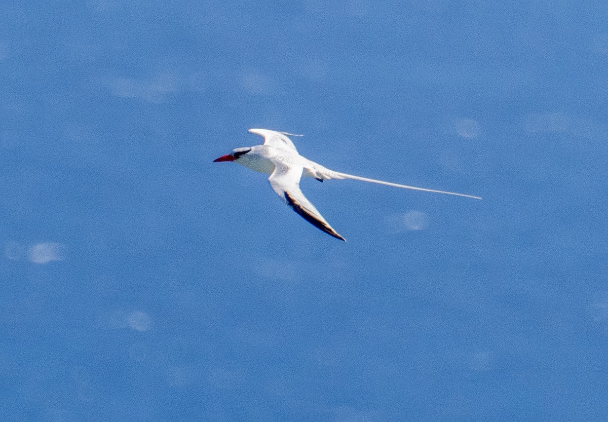 Red-billed Tropicbird - ML613621593