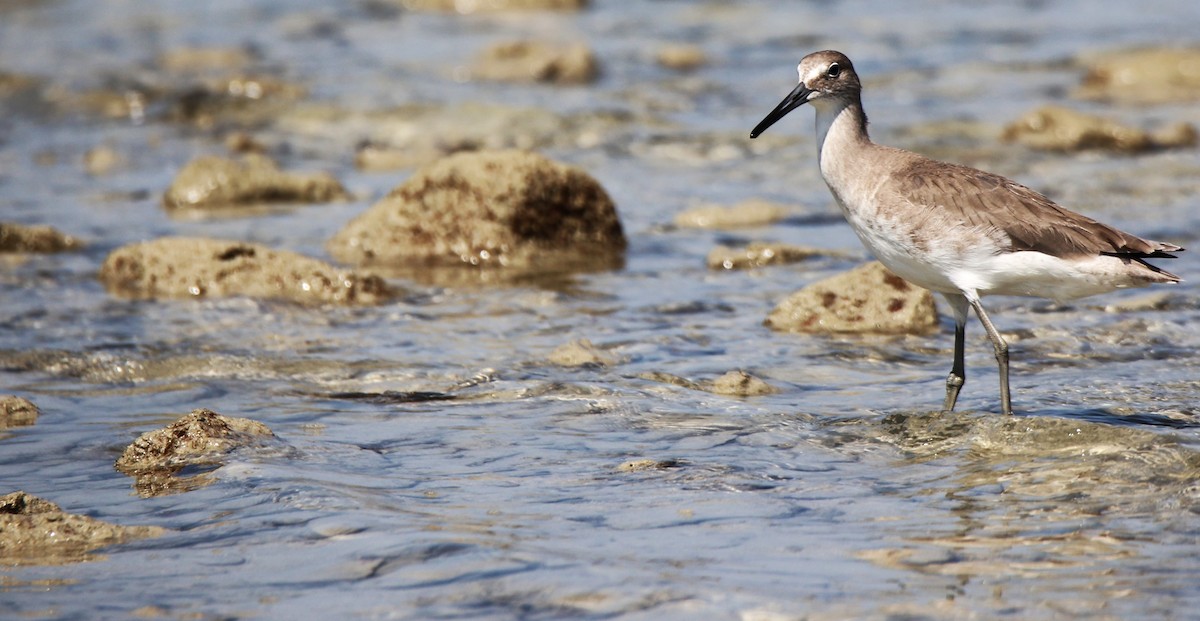 Willet - ML613621597