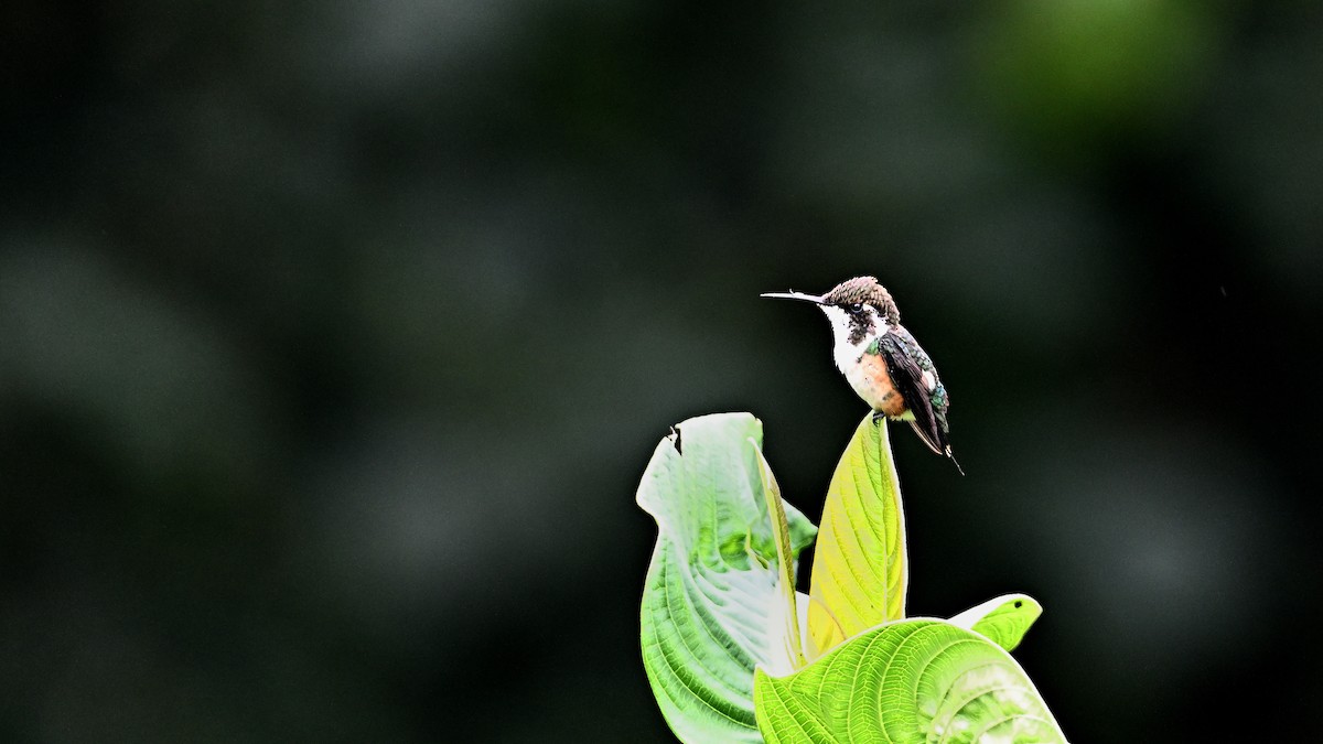 White-bellied Woodstar - Soren Bentzen